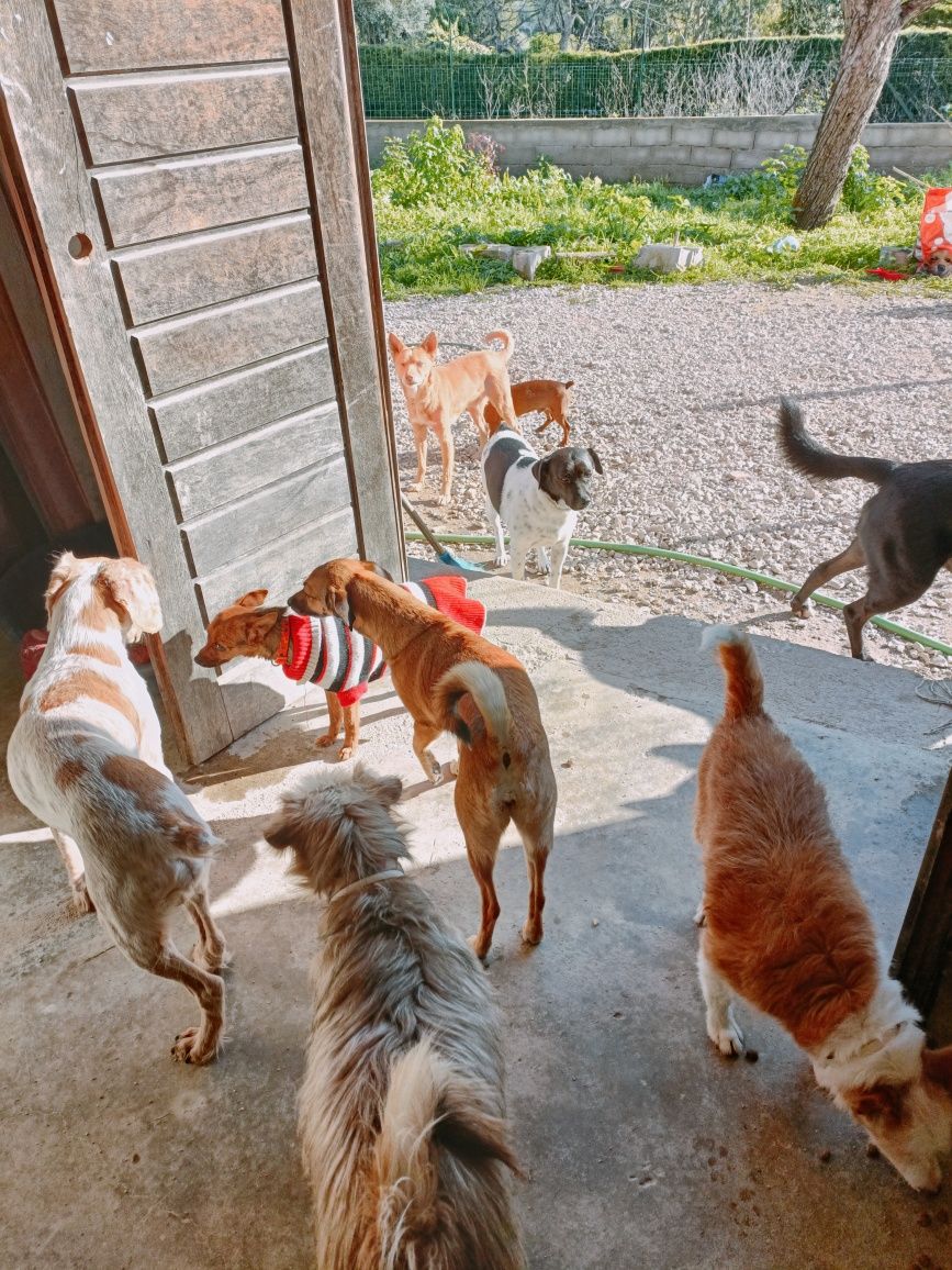 Cuido do seu cão enquanto vai de férias