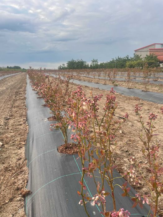 Agrotkanina z otworami 110g wieloletnia Borówka agrowłóknina tuje 100m