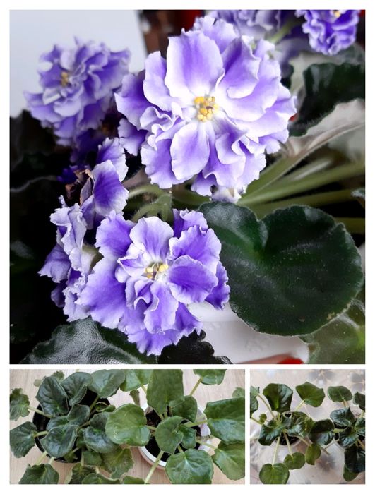 Фіалка, кімнатна рослина