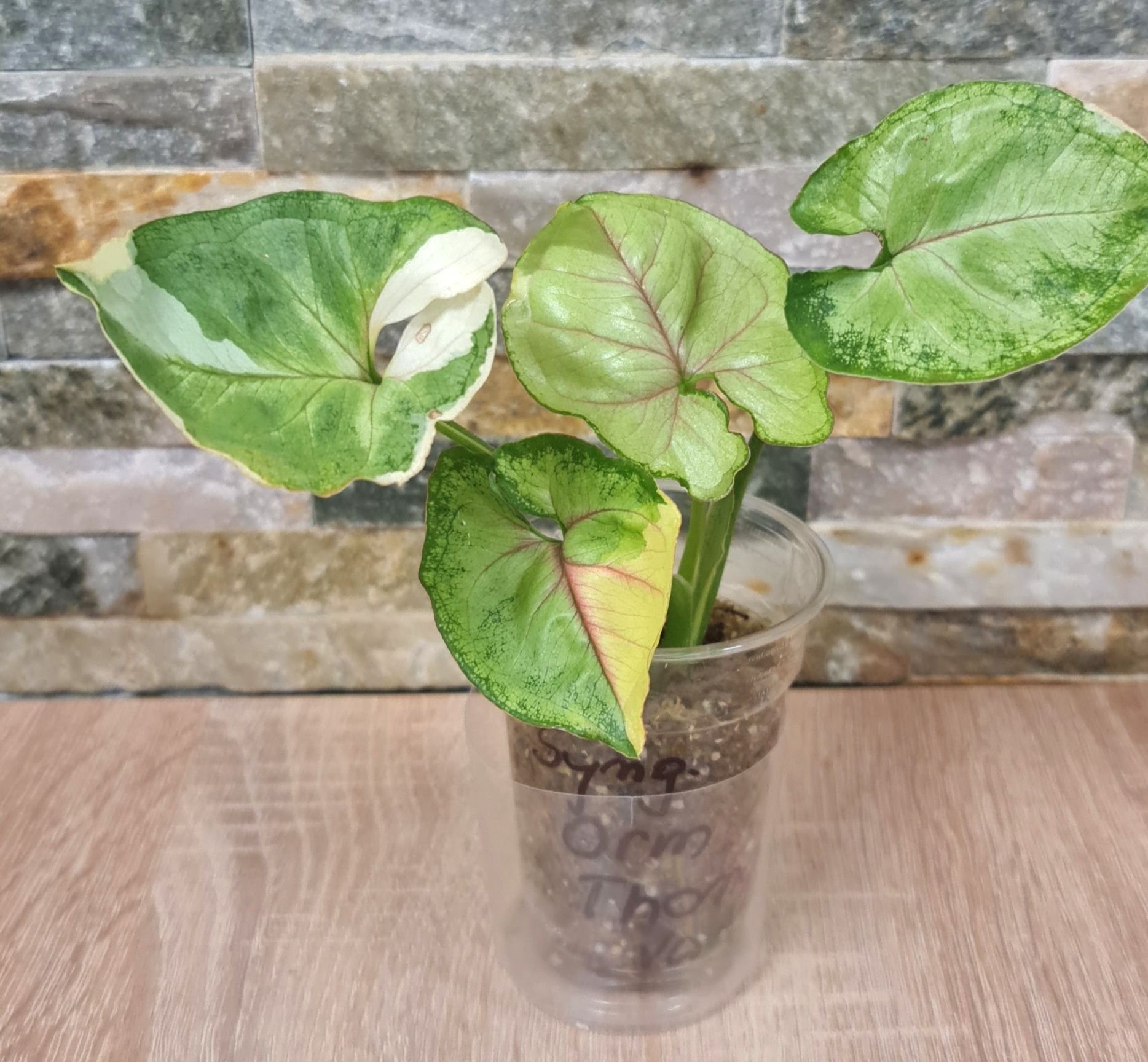 Syngonium Orm Thong var.4 liście