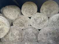 Sprzedam Siano bele 130 cm ok. 100 bel