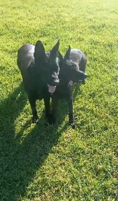 Pastor alemão preto fêmea