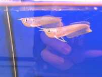 AROWANA PRETEADA 15/16CM