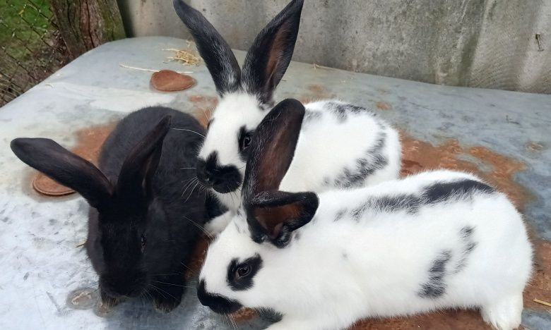 Кролики Строкач+Полтавське срібло