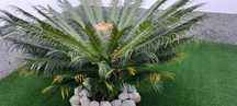 Planta de exterior Cyca