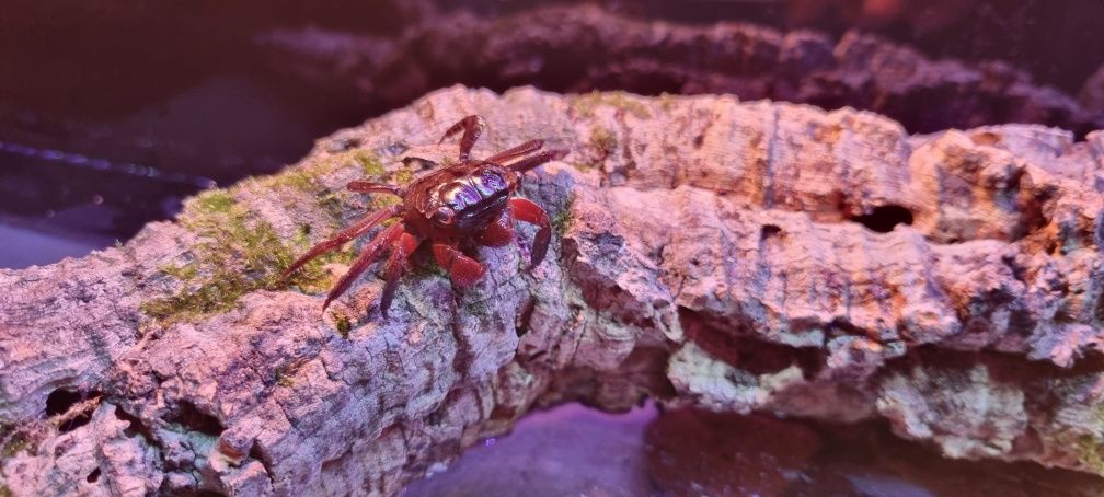 Krab mangrowy (Sesarma mederi)