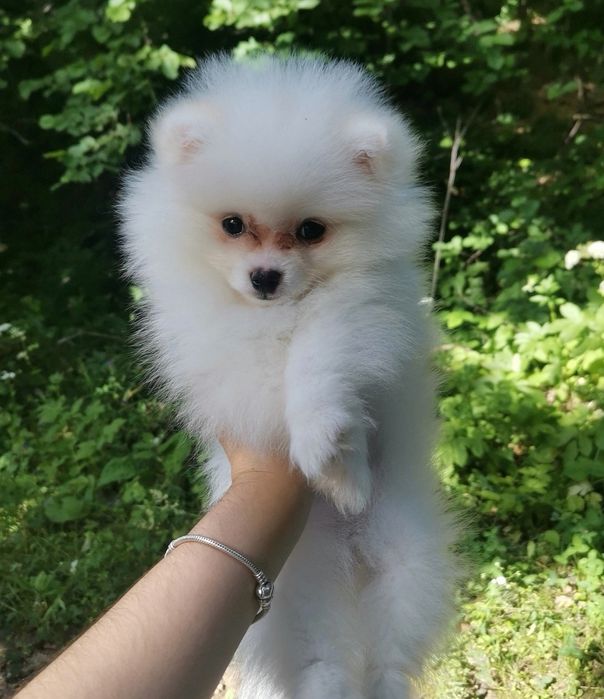 Собака міні шпіц