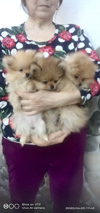 Померанський шпіц .Акція.