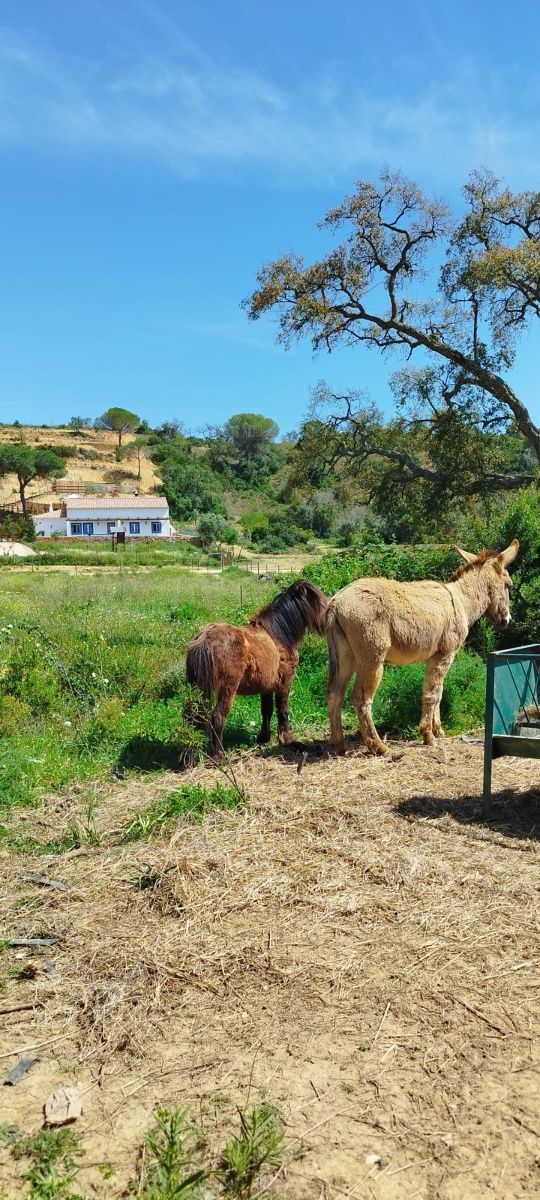 Um pónei e um burro, ambos saudáveis,  uma manjedoura, um bebedouro...