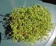 Sementes de Agrião Biológicas 100gr / Microvegetais / Germinados