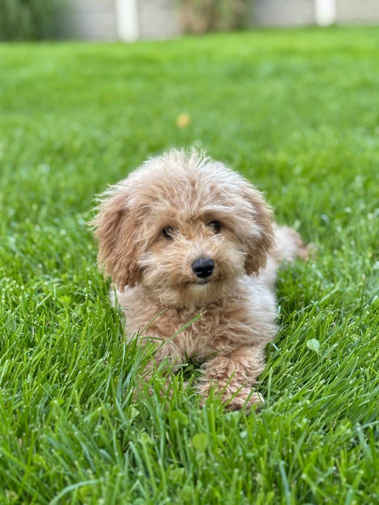Piesek rasy Maltipoo
