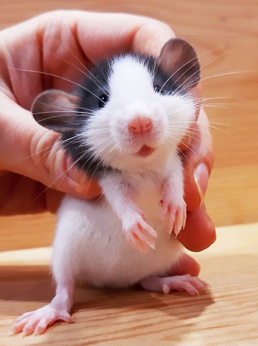 Крыски дамбо,крысы,крысята,клетки,корма,аксессуары