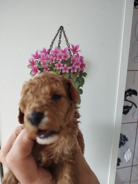 Pudel toy miniaturka piesek do rezerwacji