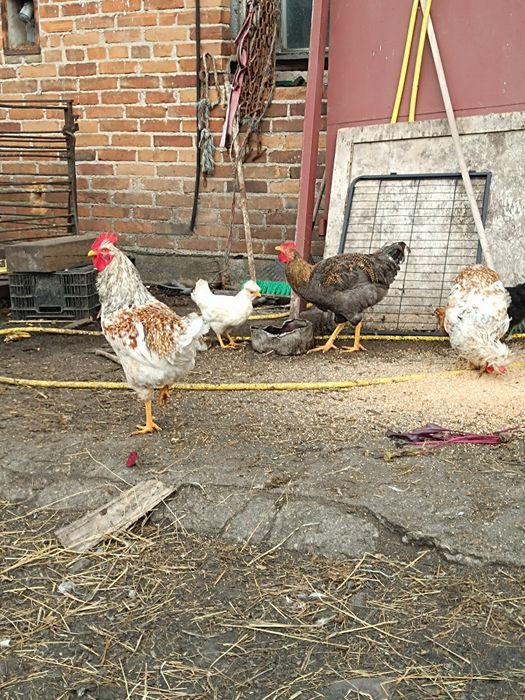 Koguty ozdobne czubatki