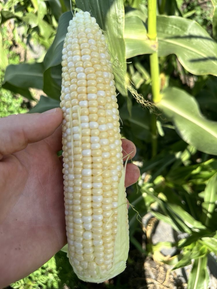 Продам солодку кукурудзу