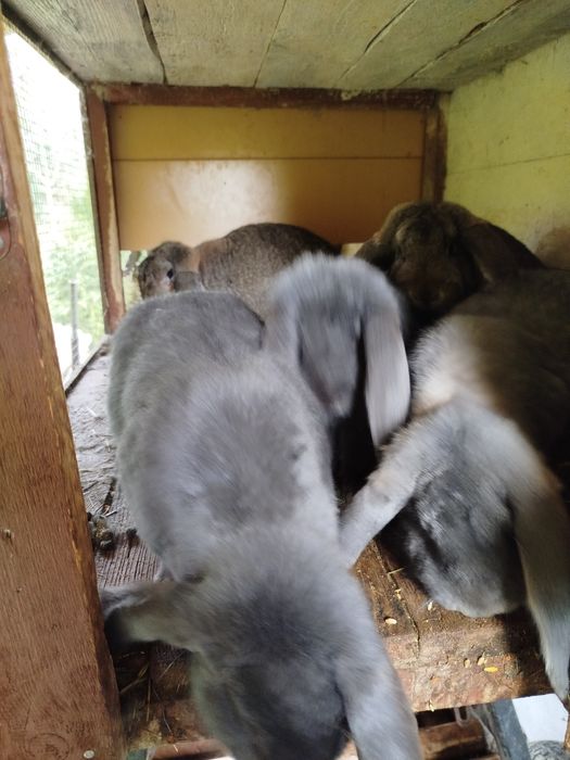 Króliki Baran francuski