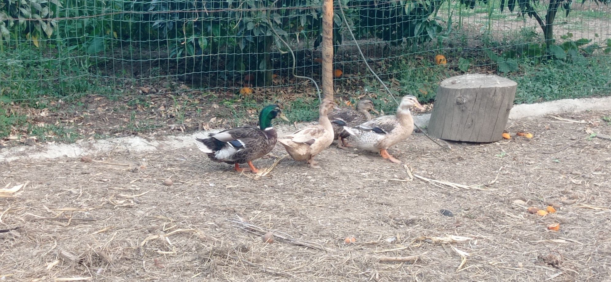 Disponível patos real