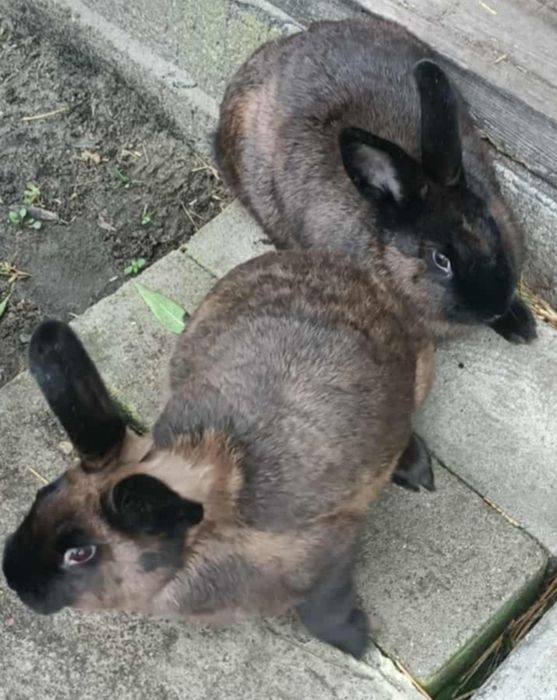 Królik kuna samiczki