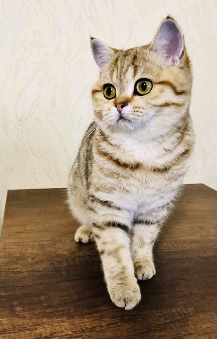 Золота шотландська та дуже ласкава кішечка. Купити в Київі в Україні.