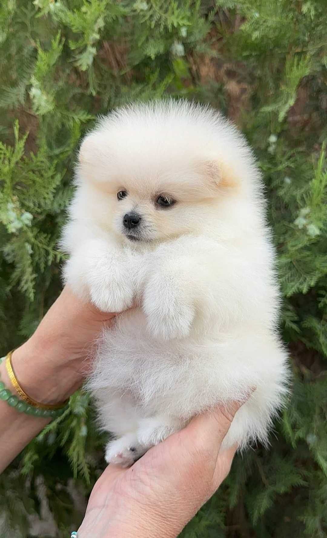 Szpic Miniaturowy Typ Boo