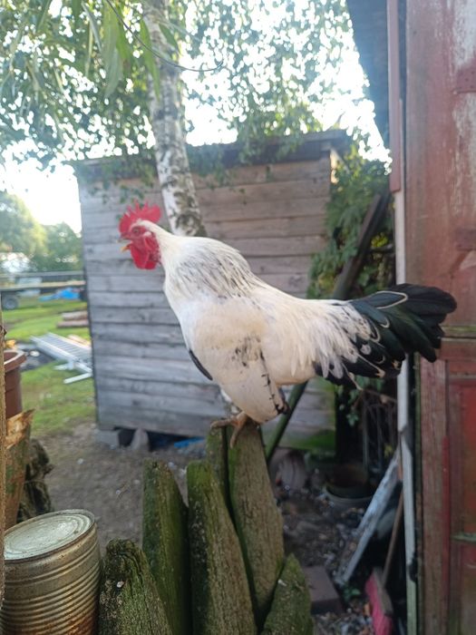 Sprzedam małego kogutka