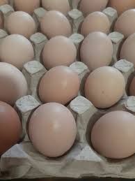 Інкубаційне яйце Ломан браун
