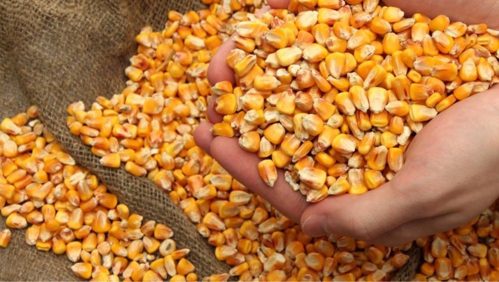 Продам кукурузу  кукурудзу урожайю 2023 р.