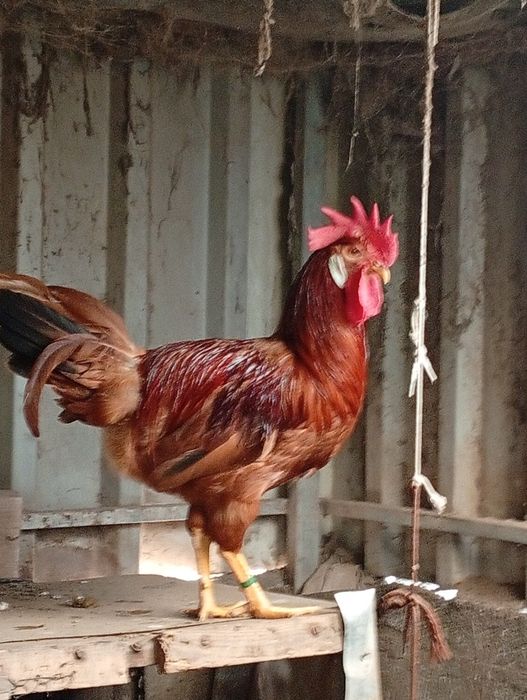 Galo  Italiana  red (  Leghorn )