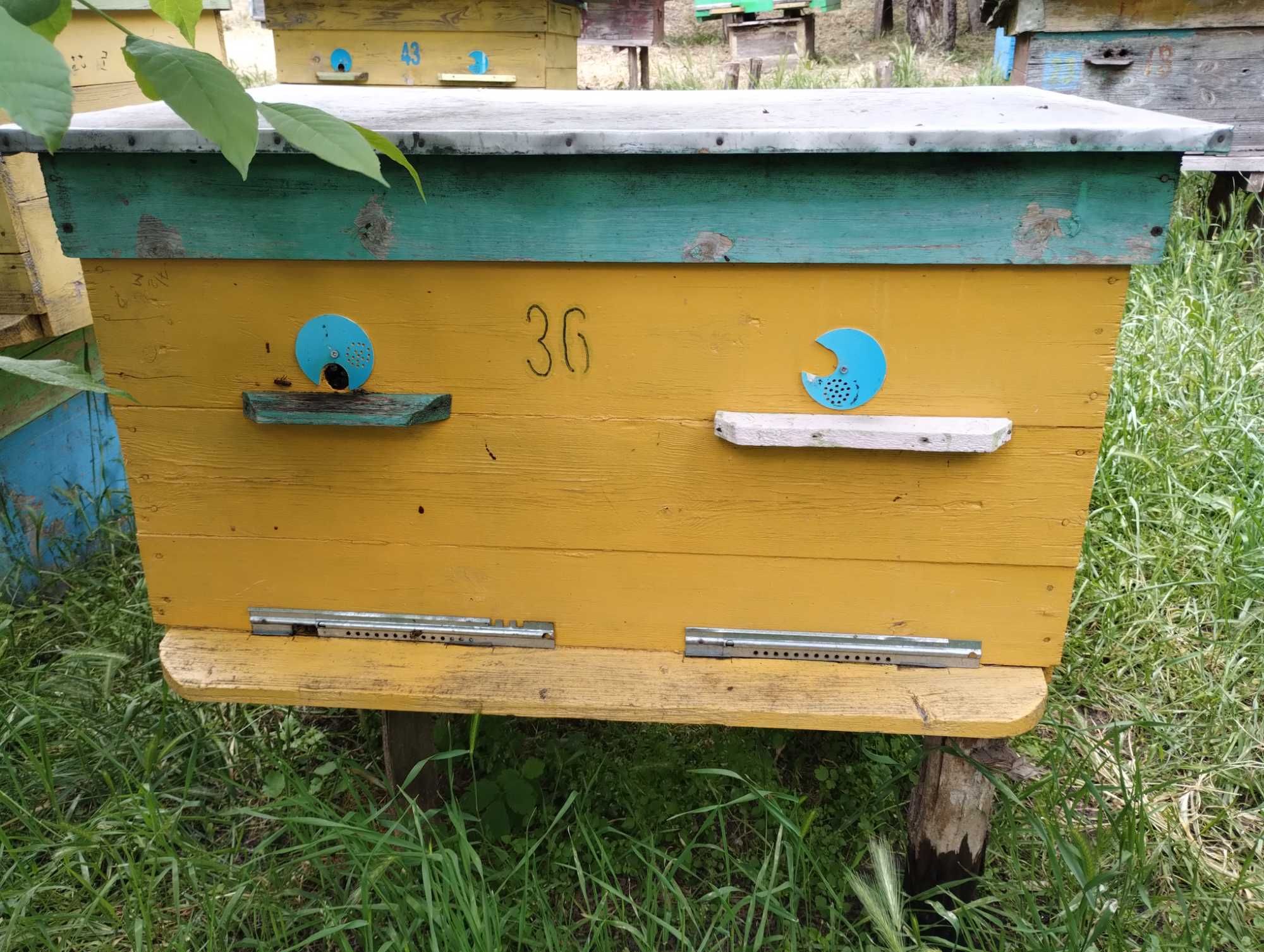 Продам бджолосімї з вуликами