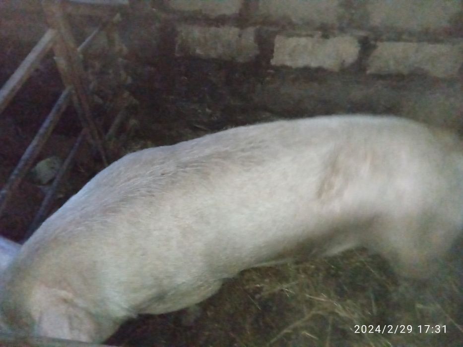 Продам хряка на племя
