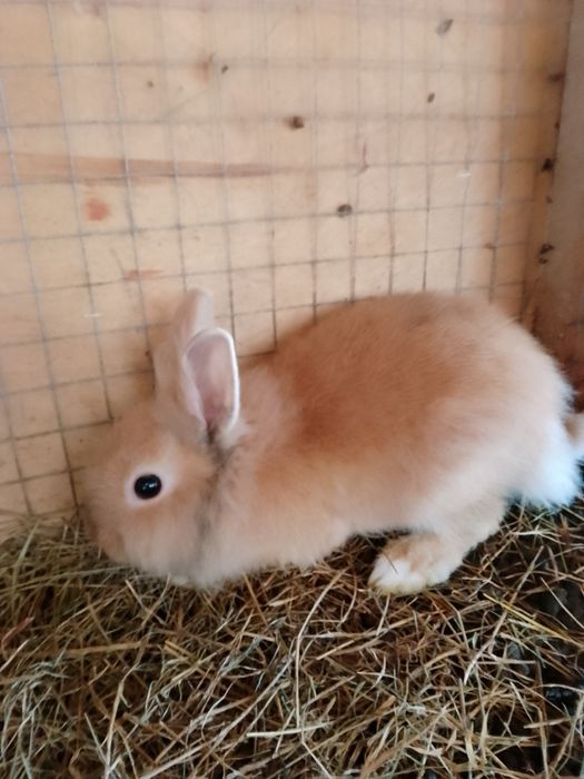 Króliczki miniaturki