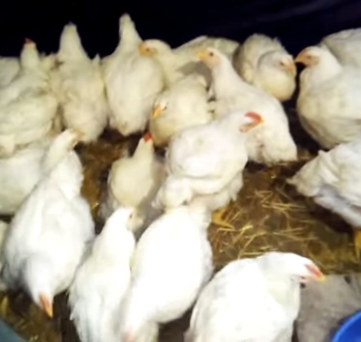 Яйцо инкубационное мясной бройлер кобб 500 Чехия, Венгрия, Украина.