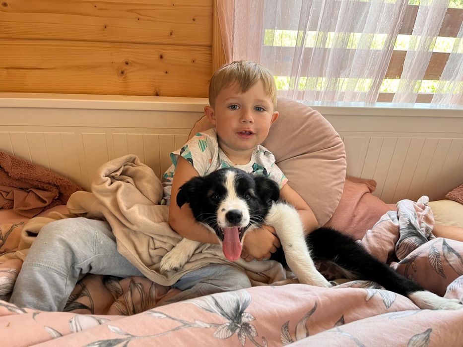 Border Collie czarno bialy/badania gen/ gotowy do odbioru