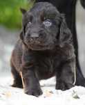 FLAT COATED RETRIEVER - wątrobiany chłopczyk/odb połowa Lipca
