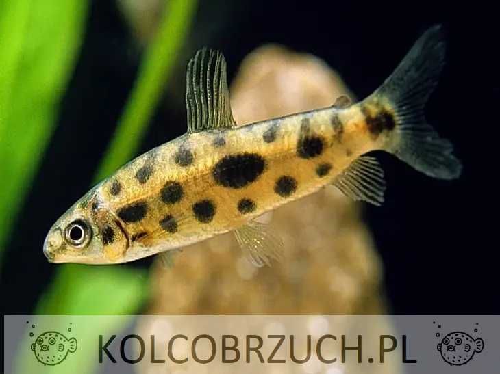 Poziomnik nakrapiany - Leporinus maculatus