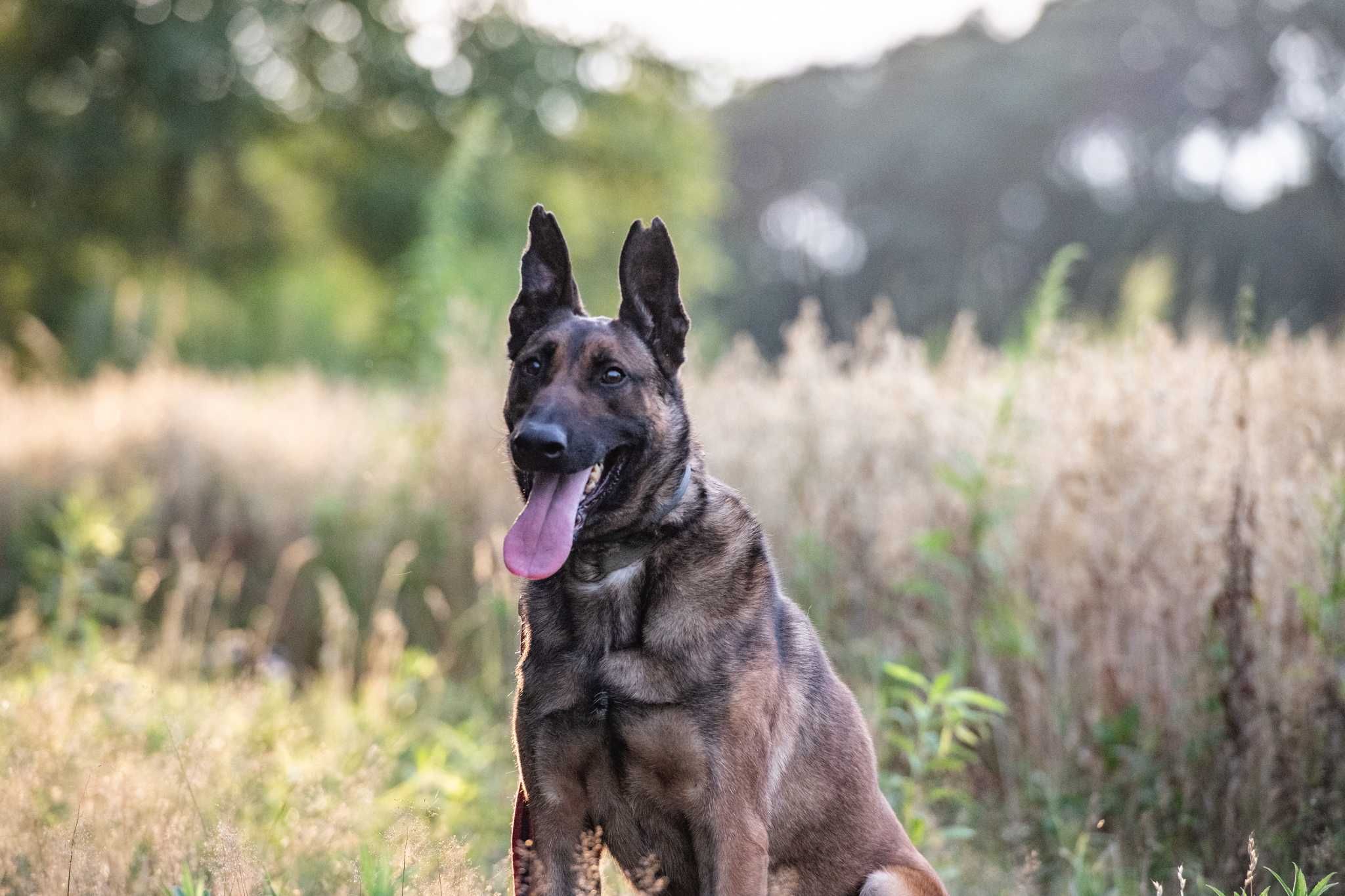 Waleczny Mars szuka swoich ludzi - psiak w typie belg malinois