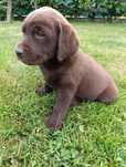 Labrador Retriever suczka szczeniak