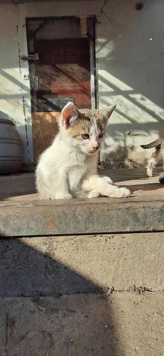 Kotek szuka domu