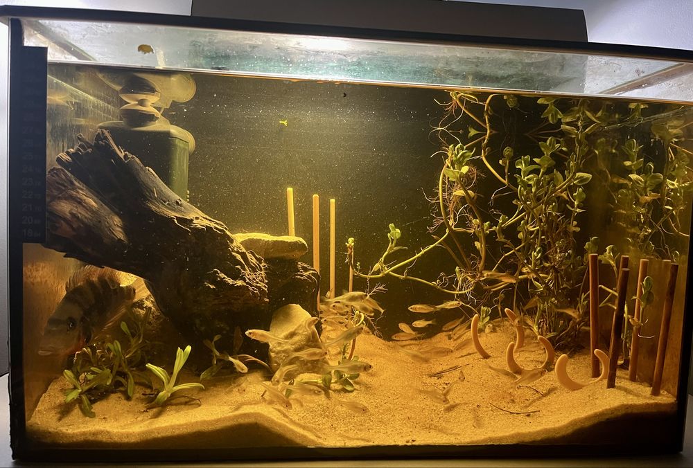 Tęczówki komplet rybek ok 40szt lub zamienie akwarium,filtr ,innee