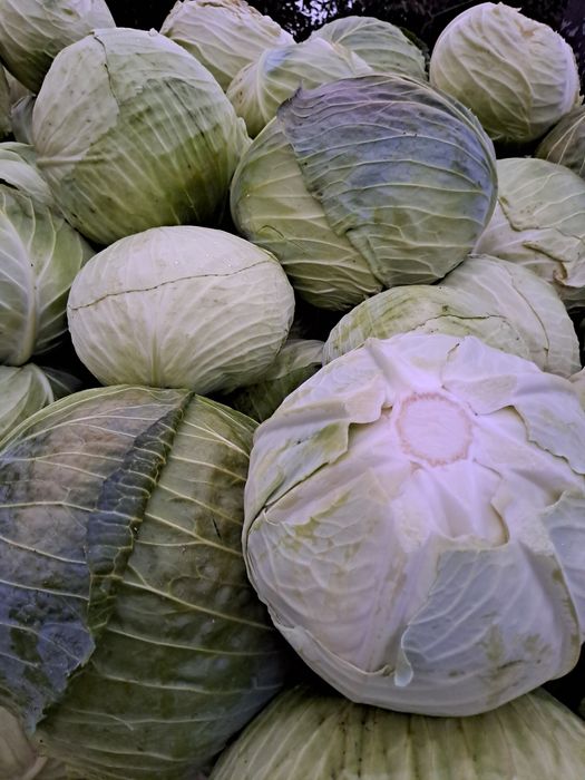 Sprzedam kapustę w główkach lub szatkowana