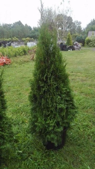 Thuja Smaragd /Tuja Szmaragd 130-140 cm PRODUCENT