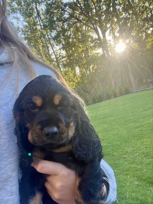 Cocker spaniel angielski