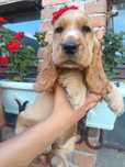 Piesek Cocker Spaniel Angielski