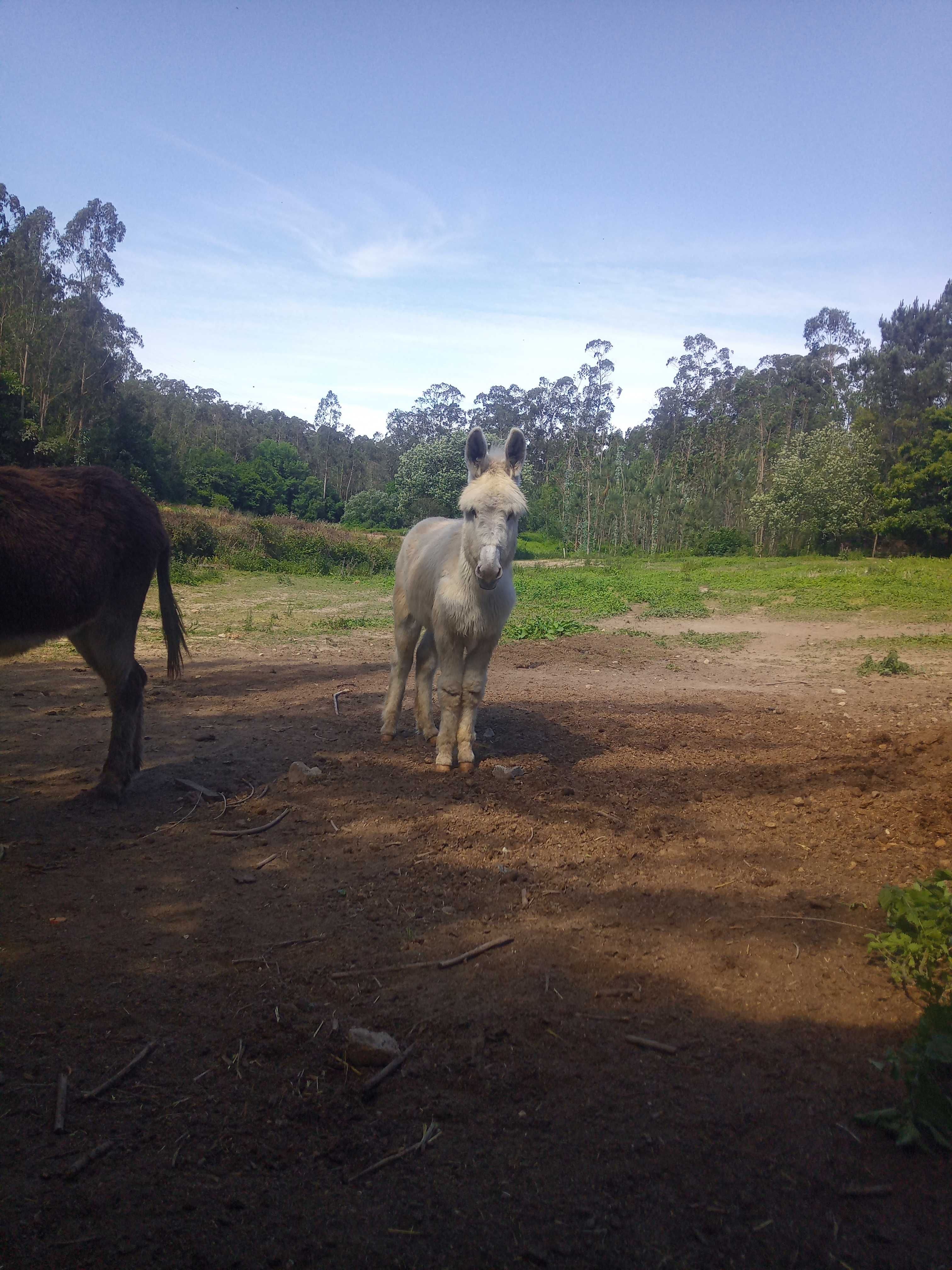 Burro branco com 18 meses