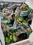 Terrarium AquaWaves pełnym wyposażeniem dla gekona orzęsionego TW08WS