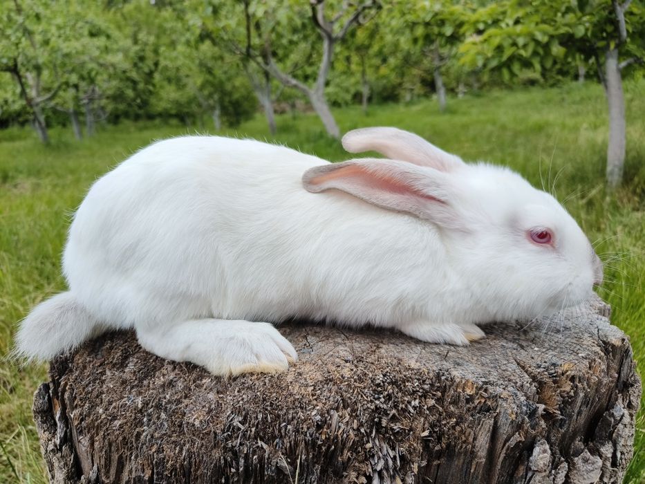 Свійські кролики