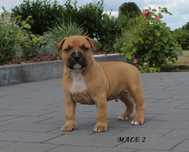 amstaff szczeniak