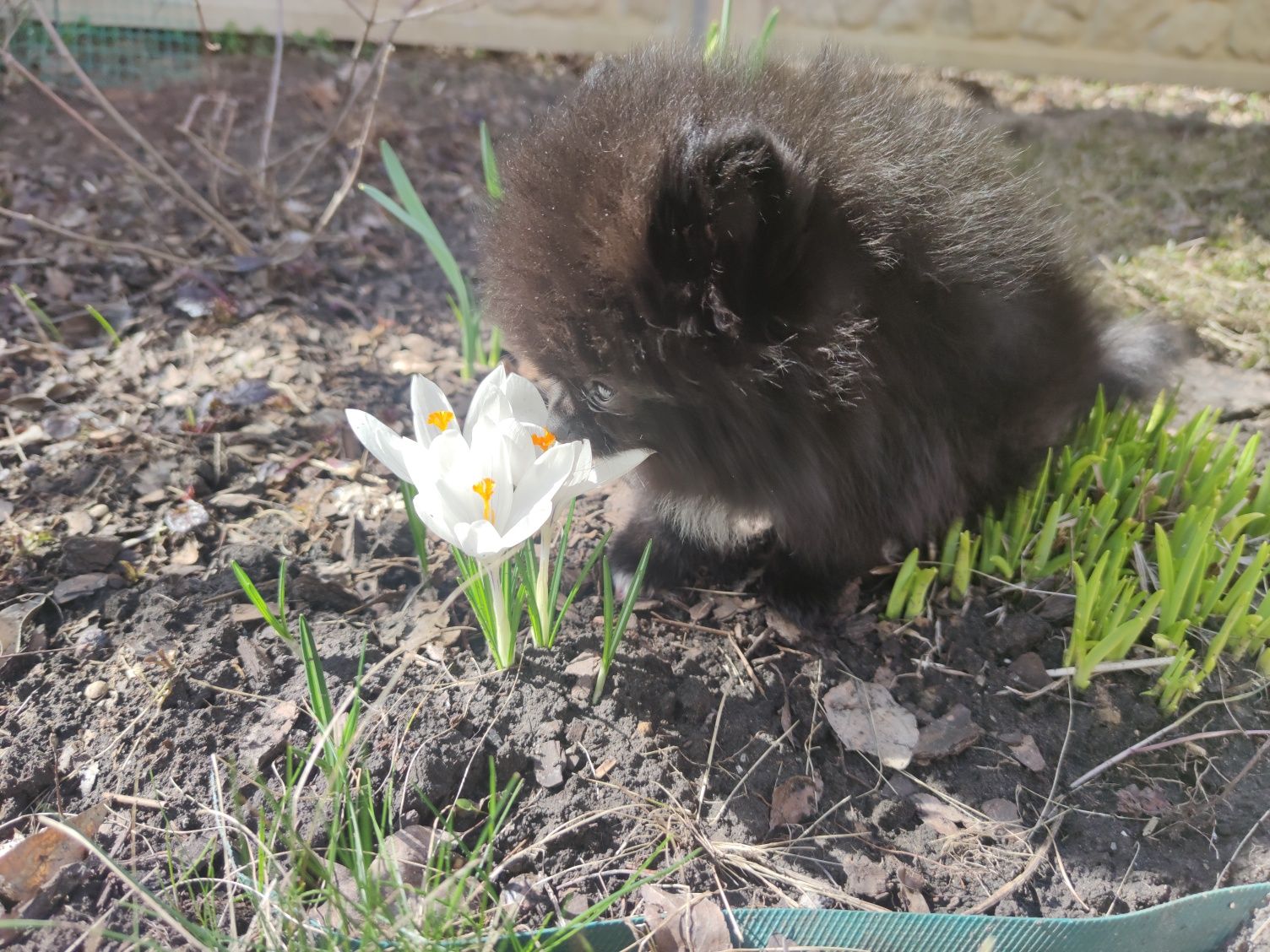 Чорний хлопчик шпіц