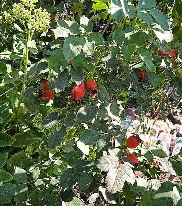 Плетущаяся Роза - куст Шиповника (Днепр)