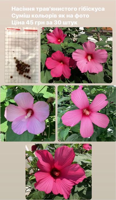 Насіння травянистого гібискуса